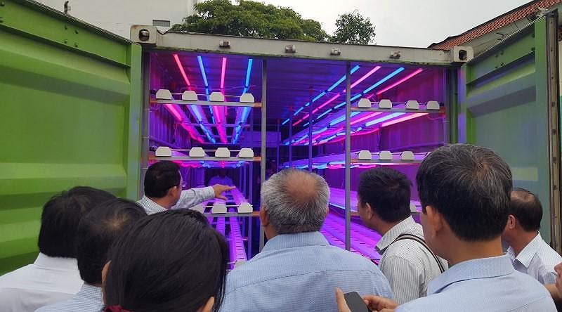 Model of growing vegetables in containers at QTSC